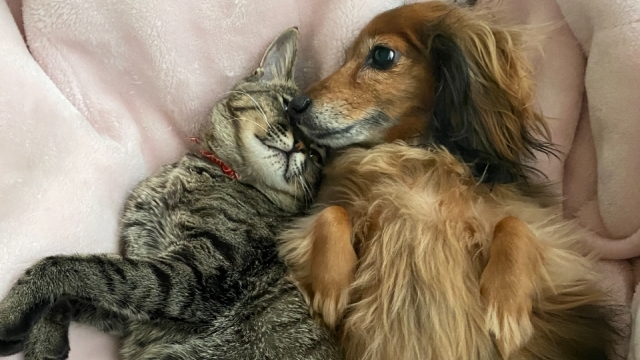 ペットの犬と猫